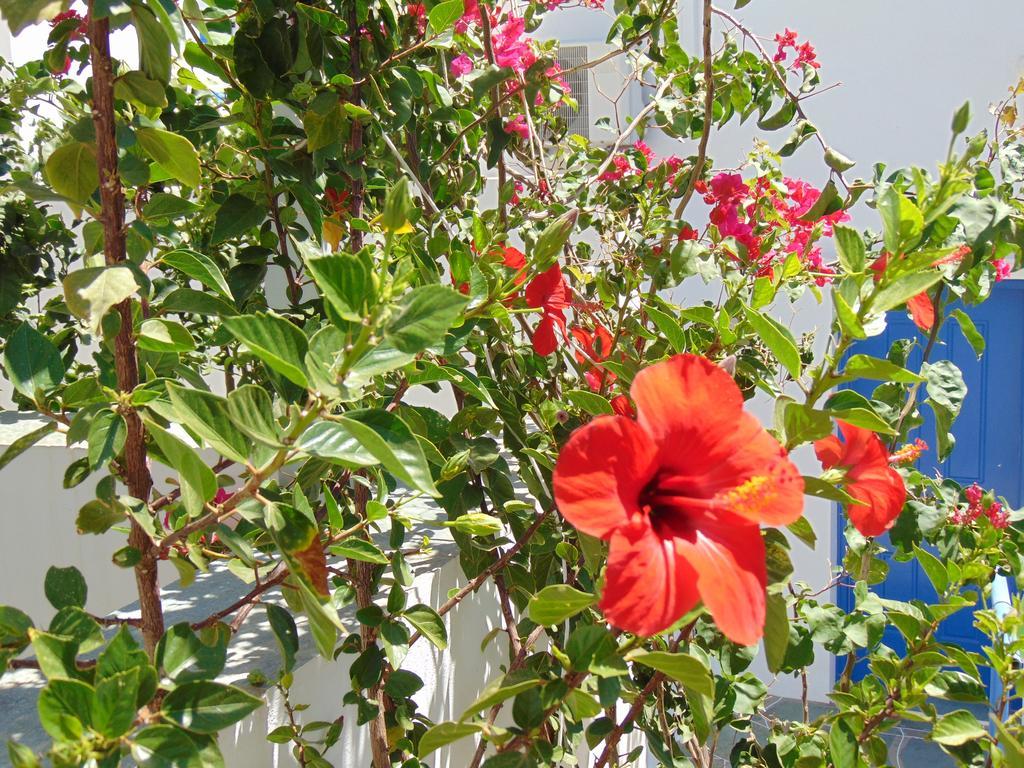 George'S Seaside Apartments Sifnos バティ エクステリア 写真